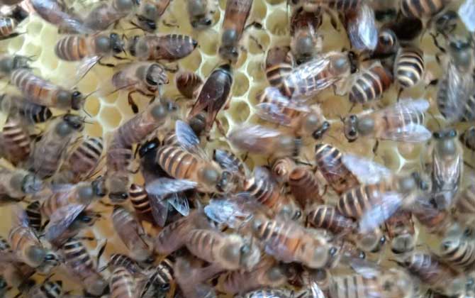 蜜蜂春繁加脾規律有哪些? 蜜蜂春繁