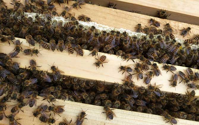 春繁蜜蜂怎么樣做起群快? 蜜蜂春繁