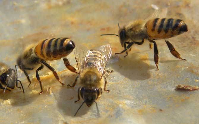 巢蟲怎么防治最有效? 巢蟲怎么防治
