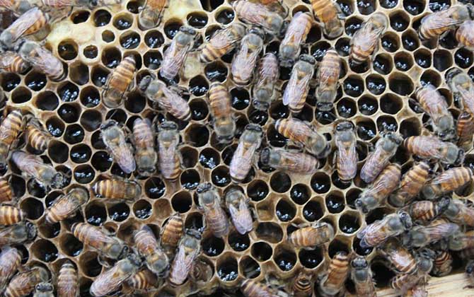 巢蟲怎么防治最有效? 巢蟲怎么防治