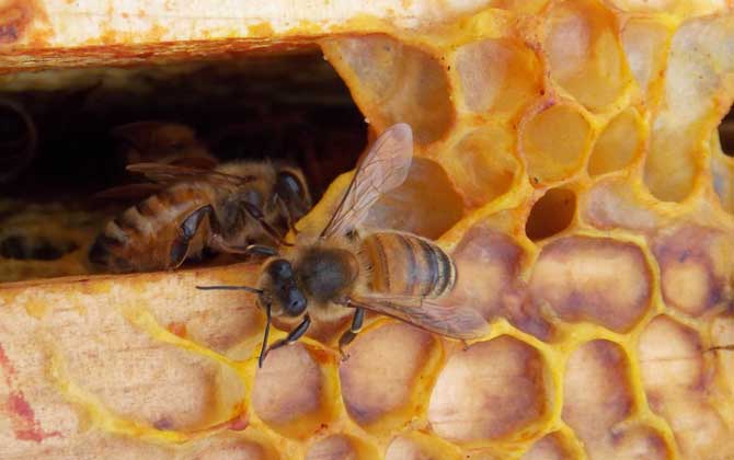 巢蟲怎么防治最有效? 巢蟲怎么防治