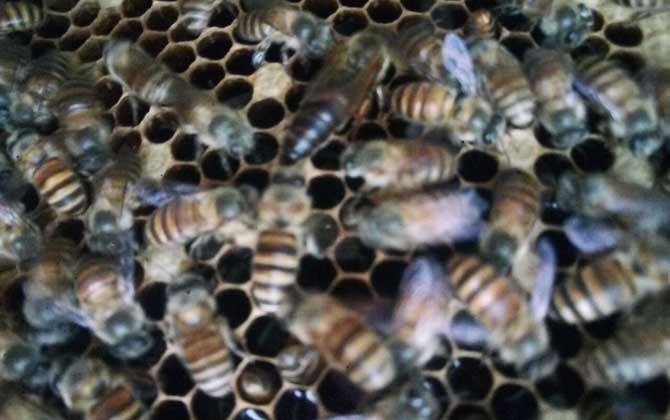 蜂螨怎么防治最有效? 蜂螨怎么防治