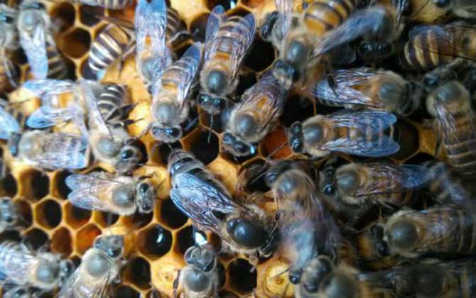 歐洲幼蟲腐臭病的防治方法 歐洲幼蟲腐臭病