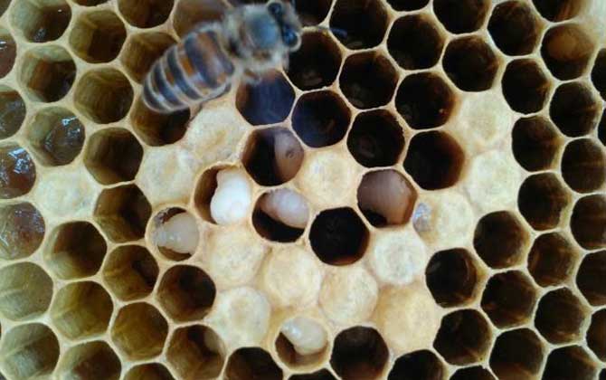 巧治中蜂中囊病及注意事項 中囊病