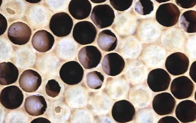 巧治中蜂中囊病及注意事項 中囊病