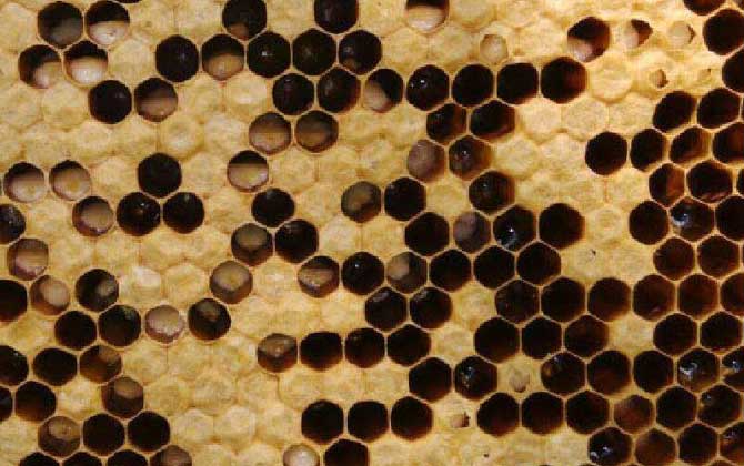 巧治中蜂中囊病及注意事項 中囊病