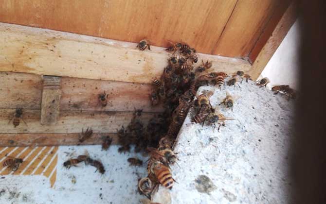 爬蜂病的防治方法及注意事項 爬蜂病