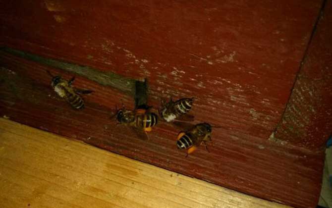 爬蜂病的防治方法及注意事項 爬蜂病