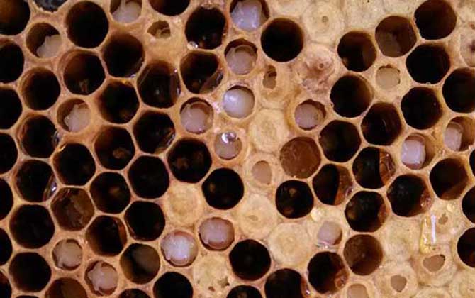 中蜂病癥狀圖片及防治技術 中蜂囊狀幼蟲病