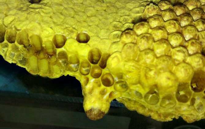 蜜蜂病蟲害預防與治療技術 蛹病