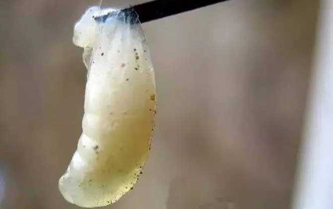 中蜂病蟲害種類及圖片大全 中蜂囊狀幼蟲病