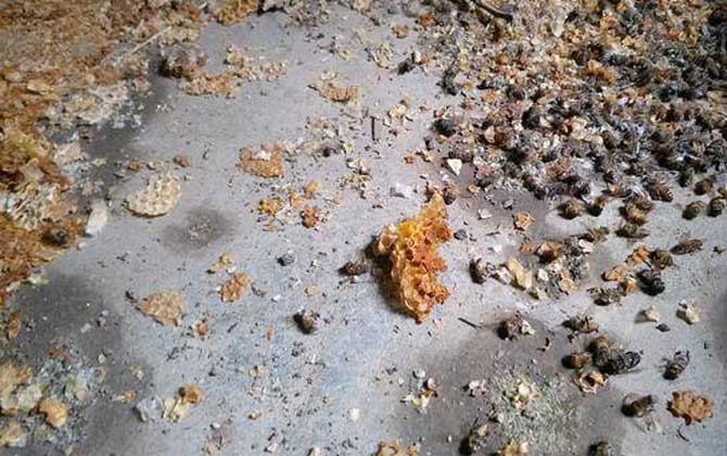 春繁爬蜂病怎么治療? 爬蜂病