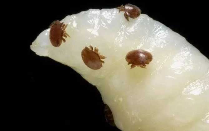 蜜蜂爬蜂病有什么特效藥? 蜂螨