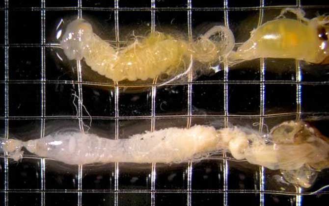 蜜蜂爬蜂病有什么特效藥? 蜜蜂孢子蟲病