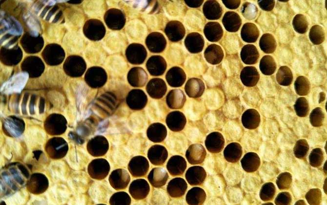 阿莫西林治療中蜂爛子病有效嗎? 中蜂爛子病