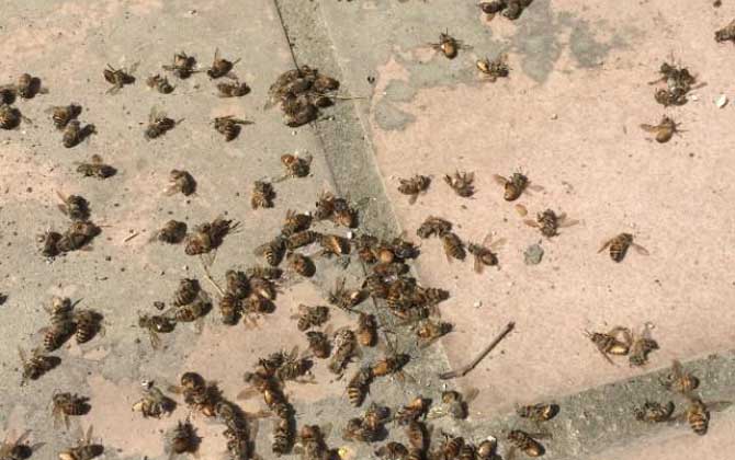蜜蜂大量死亡怎么治療? 農藥中毒