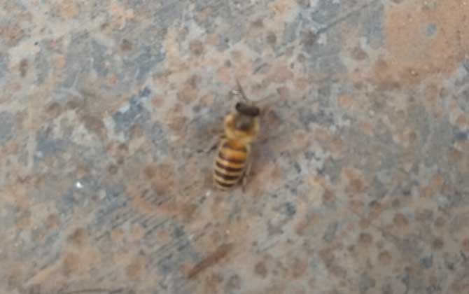 黑蜂病的癥狀及治療方法 黑蜂病