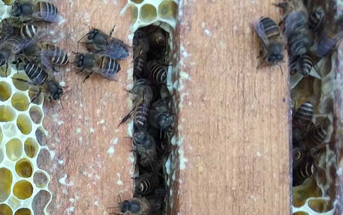黑蜂病的癥狀及治療方法 黑蜂病