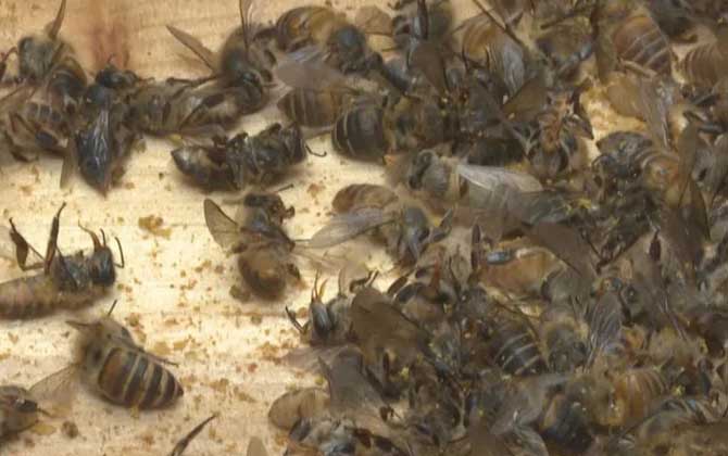 中蜂爬蜂病怎樣防治? 農(nóng)藥中毒