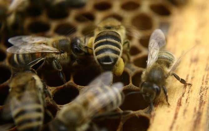 意蜂除螨用什么藥最好? 意蜂除螨