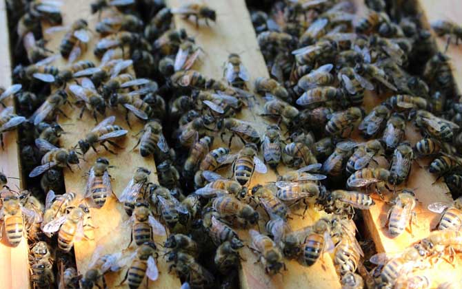 治蜂螨最好的藥是什么? 治蜂螨