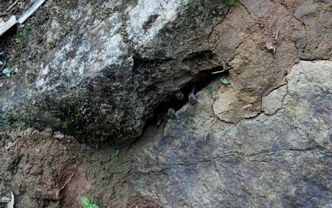 怎么收捕洞中的野生蜜蜂?試試這個方法,輕松就將它們收捕回家! 野生蜜蜂