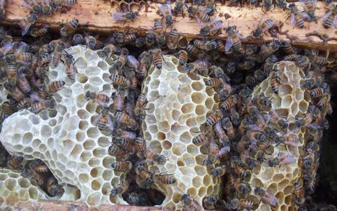 蜜蜂怎么養繁殖才快?搞好這5個“必須”,蜂群繁殖得不要太快! 蜜蜂怎么養