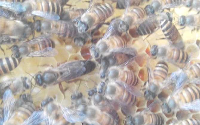 蜜蜂怎么安全越冬?必須具備這幾個條件,否則蜂群很難順利越冬! 蜜蜂越冬