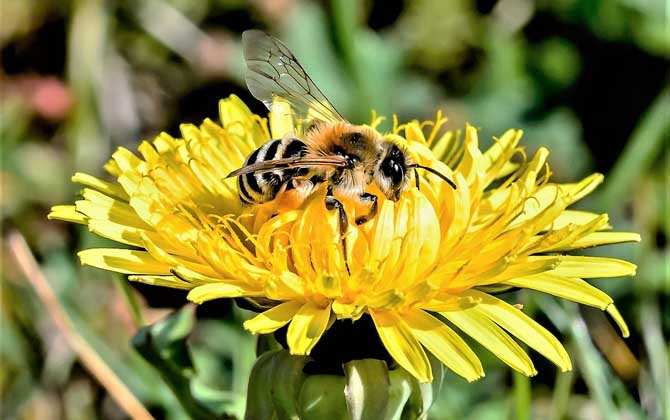被蜜蜂蟄了怎么消腫?這樣處理,不但能快速消腫,還能止痛止癢! 蜜蜂