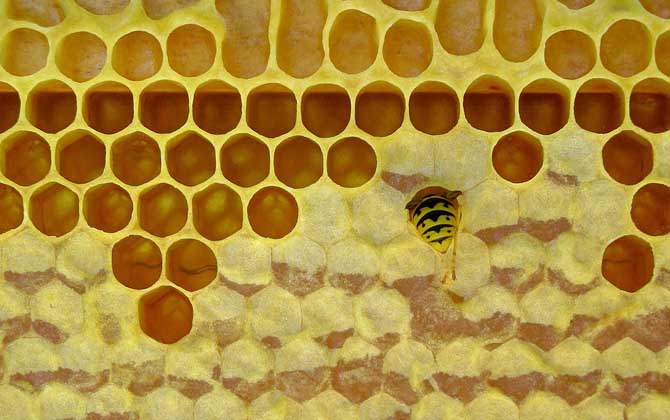 蜂蜜什么牌子好?蜂蜜的質量與品牌無關,但大品牌相對更有保障! 蜂蜜