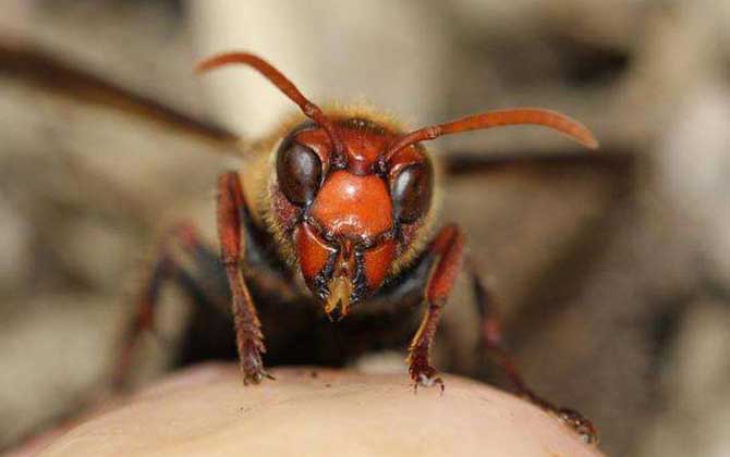 被虎頭蜂蟄了怎么辦?別不當回事,虎頭蜂蟄人致死絕非空穴來風! 虎頭蜂