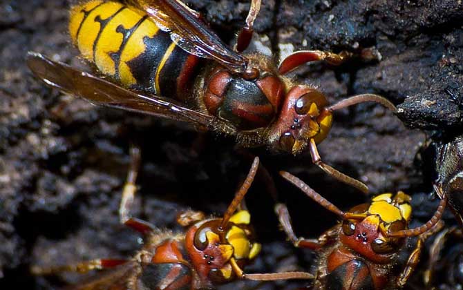 被虎頭蜂蟄了怎么辦?別不當回事,虎頭蜂蟄人致死絕非空穴來風! 虎頭蜂