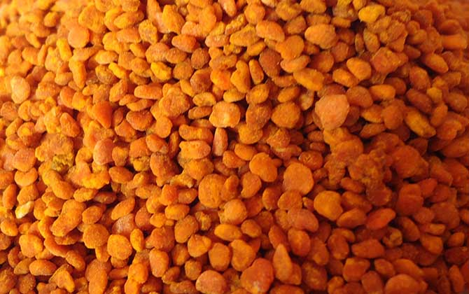 茶花粉適合什么人吃?尤其是這6類人,經常吃些茶花粉大有裨益! 茶花粉