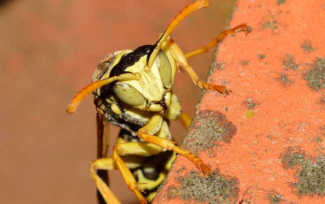 窗外有馬蜂窩吉利嗎?與吉利無關,只能表明窗外適合馬蜂筑巢! 馬蜂