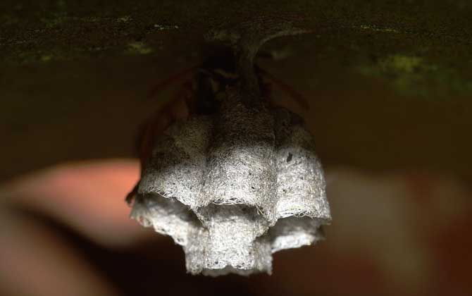 窗外有馬蜂窩吉利嗎?與吉利無關,只能表明窗外適合馬蜂筑巢! 馬蜂