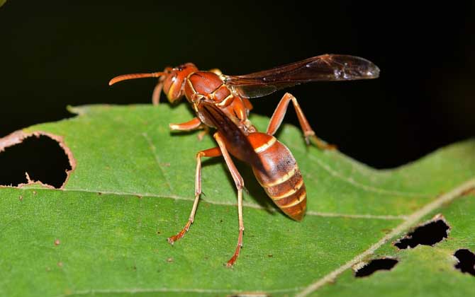 窗外有馬蜂窩吉利嗎?與吉利無關,只能表明窗外適合馬蜂筑巢! 馬蜂
