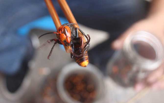 蜂酒的功效與作用有哪些?不但能祛風除濕,而且還能補腎壯陽! 蜂酒
