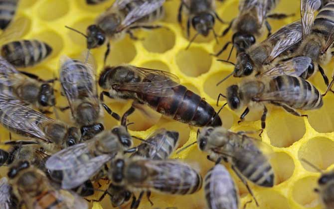 蜂王吃什么食物?答案是蜂王漿,蜂王漿是蜂王能成為蜂王的關鍵! 蜂王