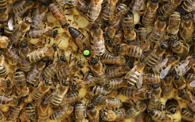 蜂王吃什么食物?答案是蜂王漿,蜂王漿是蜂王能成為蜂王的關鍵! 蜂王