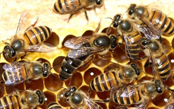 蜂王吃什么食物?答案是蜂王漿,蜂王漿是蜂王能成為蜂王的關鍵! 蜂王