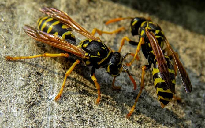 被馬蜂蟄了怎么處理?教你幾個小妙招,這樣處理能快速消腫止痛! 馬蜂