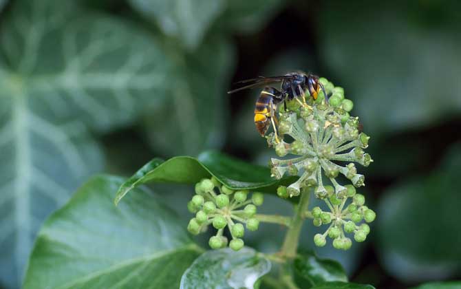 被馬蜂蟄了怎么處理?教你幾個小妙招,這樣處理能快速消腫止痛! 馬蜂