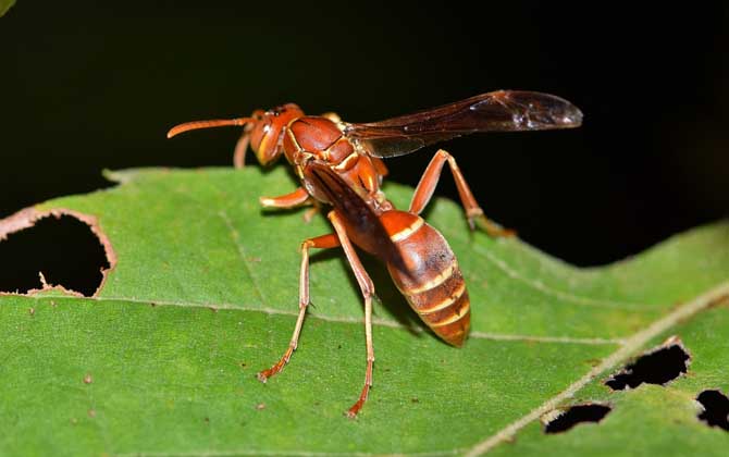 蜜蜂、馬蜂、黃蜂、胡蜂、虎頭蜂、牛角蜂、人頭蜂有什么區別? 黃蜂