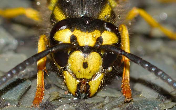 蜜蜂、馬蜂、黃蜂、胡蜂、虎頭蜂、牛角蜂、人頭蜂有什么區別? 虎頭蜂