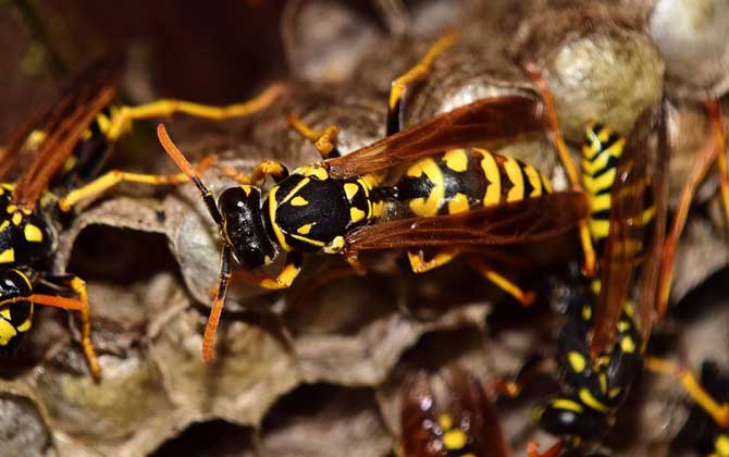 蜜蜂、馬蜂、黃蜂、胡蜂、虎頭蜂、牛角蜂、人頭蜂有什么區別? 馬蜂