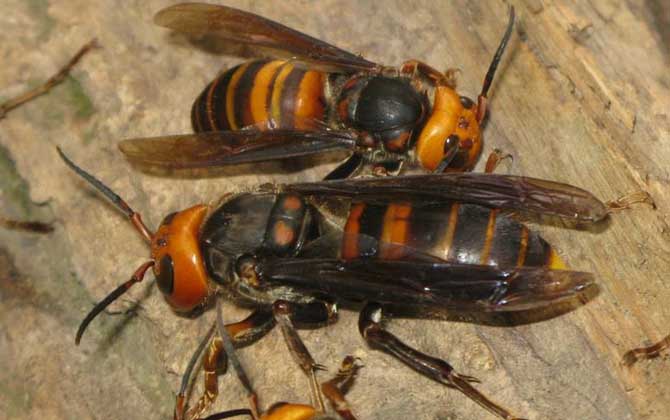 蜜蜂、馬蜂、黃蜂、胡蜂、虎頭蜂、牛角蜂、人頭蜂有什么區別? 人頭蜂