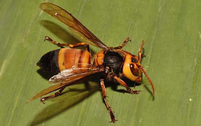 虎頭蜂蟄了怎么消腫止癢?像這樣處理,不但能消腫,還能止癢! 虎頭蜂