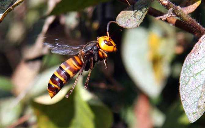 虎頭蜂蟄了怎么消腫止癢?像這樣處理,不但能消腫,還能止癢! 虎頭蜂