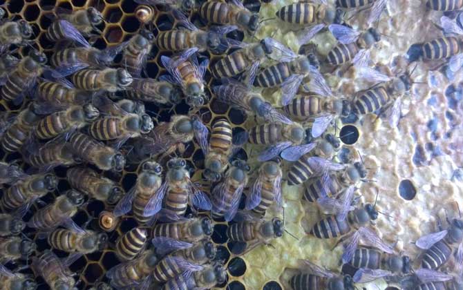 蜜蜂養(yǎng)殖技術(shù)有哪些?學(xué)會(huì)這些養(yǎng)蜂技術(shù),蜜蜂養(yǎng)殖才能得心應(yīng)手! 蜜蜂養(yǎng)殖