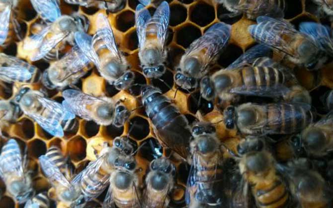 蜜蜂養(yǎng)殖技術(shù)有哪些?學(xué)會(huì)這些養(yǎng)蜂技術(shù),蜜蜂養(yǎng)殖才能得心應(yīng)手! 蜜蜂養(yǎng)殖